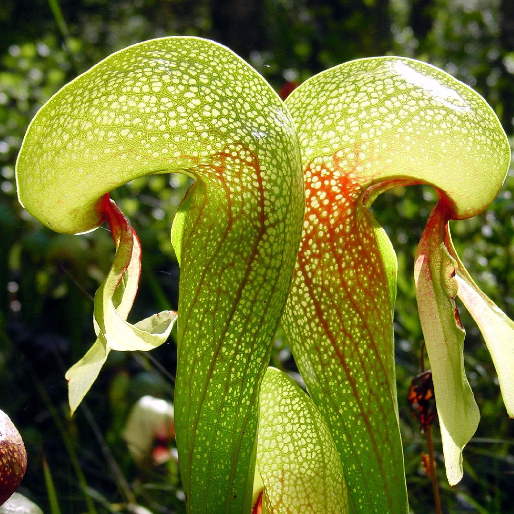 Terriccio per PIANTE CARNIVORE FLORTIS 2 LT saracenia Dionea muscipula