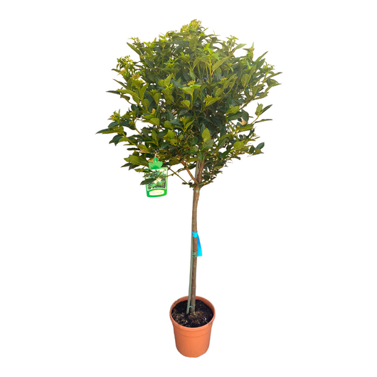 Pianta di VIBURNUM TINUS ad alberello FIORE BIANCO vaso18cm h110cm FOTO REALE