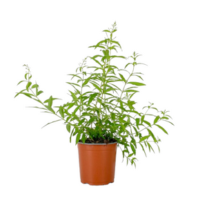 Pianta CITRONELLA LEMON Lippia Citriodora limone ANTIZANZARA vaso16 FOTO REALE