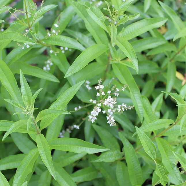 Pianta CITRONELLA LEMON Lippia Citriodora limone ANTIZANZARA vaso16 FOTO REALE