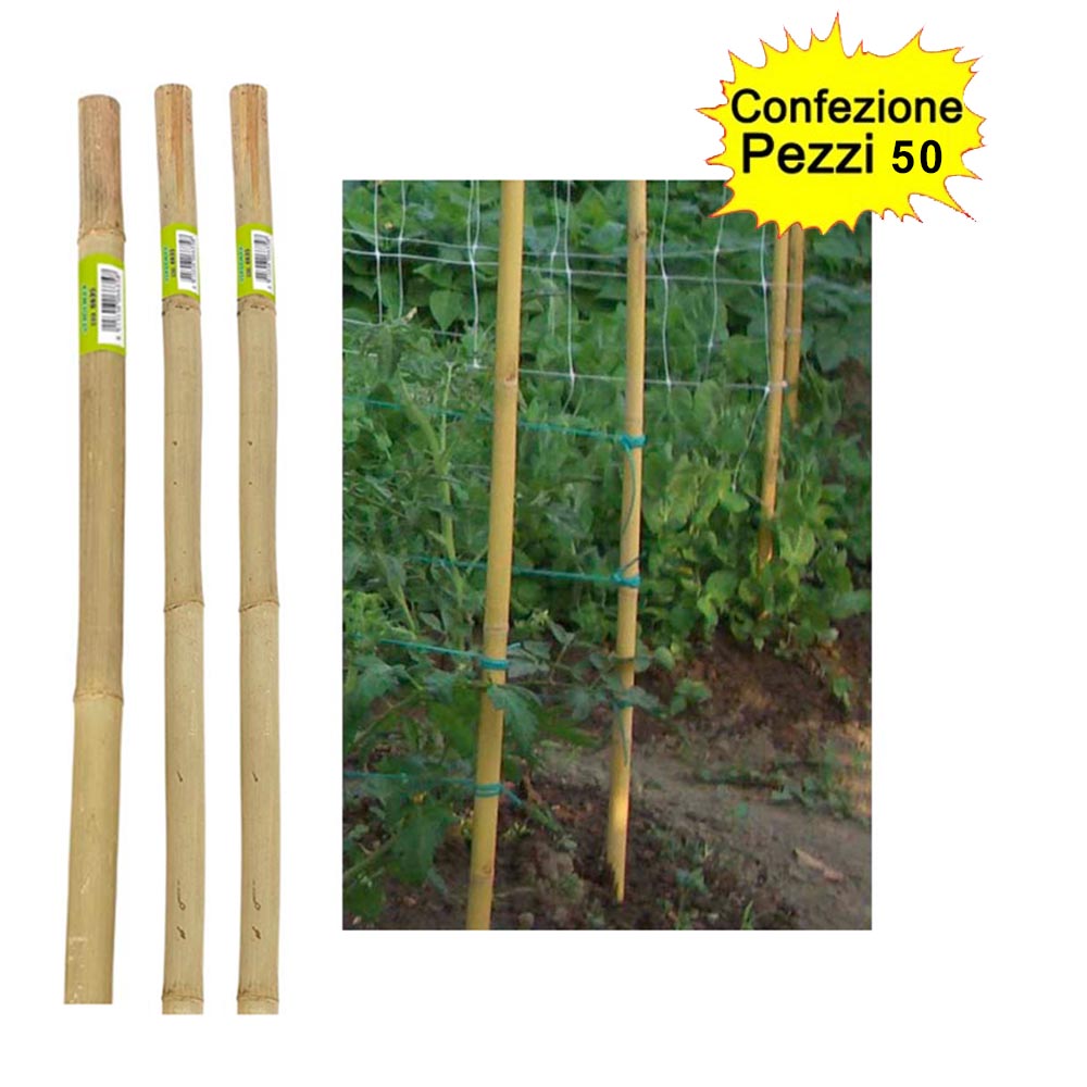 Tutori in bamboo pesante 50 pezzi 22-24 mm x altezza 210 cm pareti divisorie pali pomodori