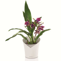 LECHUZA Fioriera ORCHIDEA ALL-IN-ONE Bianco Opaco