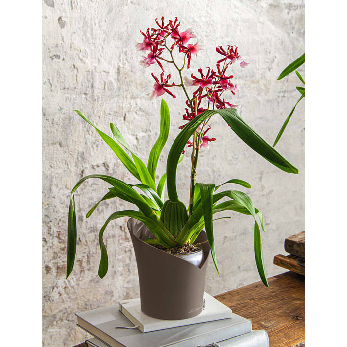 LECHUZA Fioriera ORCHIDEA ALL-IN-ONE Diametro 18 cm Tortora 446114