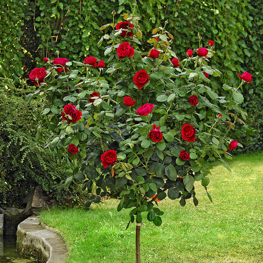 Pianta ALBERO ROSA BREVETTATA BOTERO ®MEILLAND PROFUMATA rossa vaso24 FOTO REALE