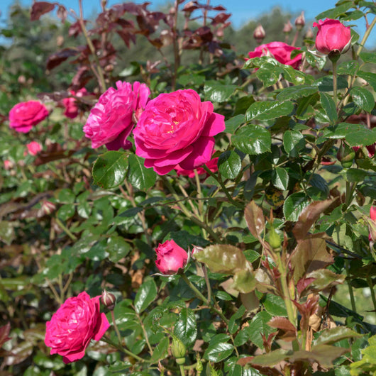 Pianta di ROSA AUDREY FLEUROT ® MEILLAND cespuglio ROSA vera PROFUMATA vaso19