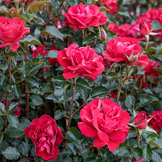 Pianta di ROSA ROSE DU CICR ® MEILLAND CESPUGLIO ROSSA vera PROFUMATA vaso19