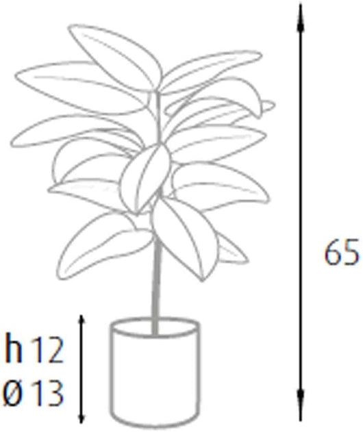 P2150543 - Pianta Ficus Elastica 15 foglie