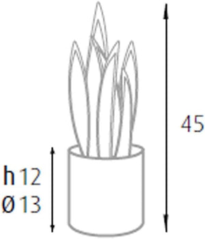 P2150074 - Pianta sansevieria 12 foglie