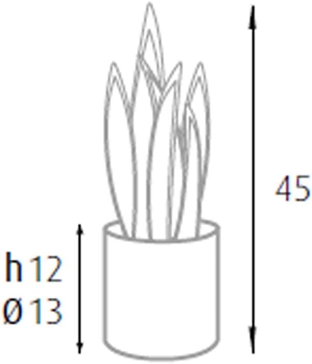 P2150074 - Pianta sansevieria 12 foglie