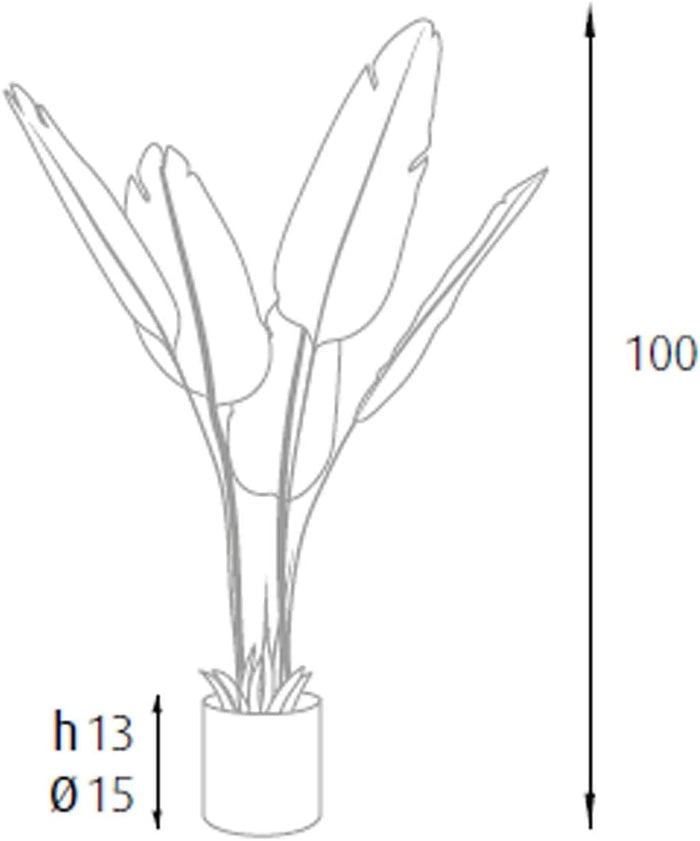 P2150597 - Pianta Strelitzia 5 foglie