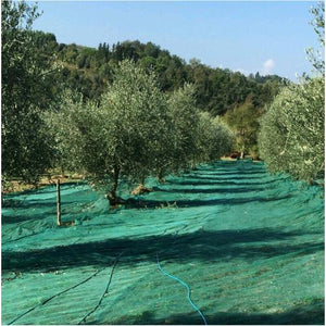 Telo Antispina Rete per raccolta Olive 8x10 mt - 90 gr/mq Senza Apertura Colore Verde con Angoli Rinforzati
