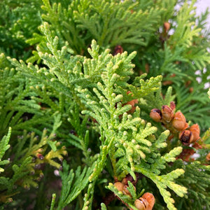 Pianta Albero di TUIA verde alberello COLONNARE in vaso 20 cm FOTO REALE