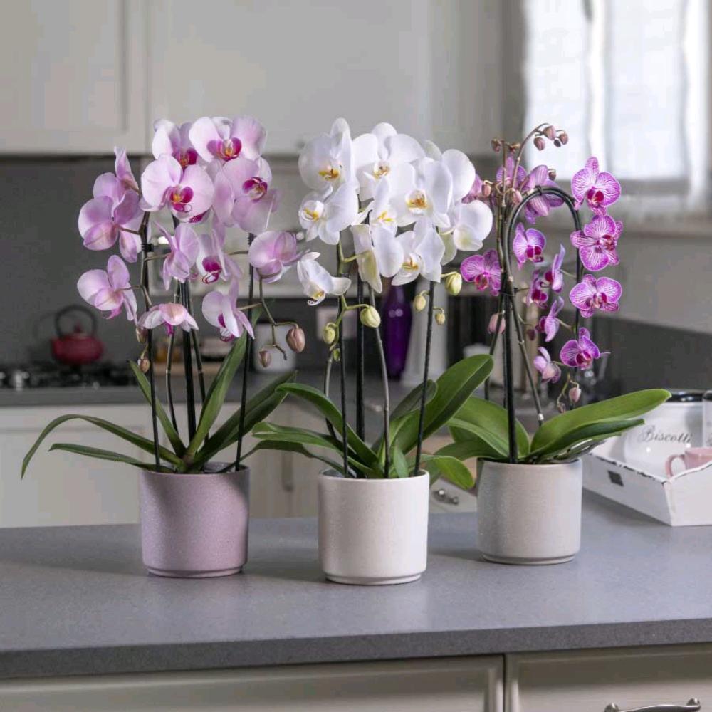 Concime completo in Bastoncini per Orchidee 30 gr. Conf. da 24 pezzi 