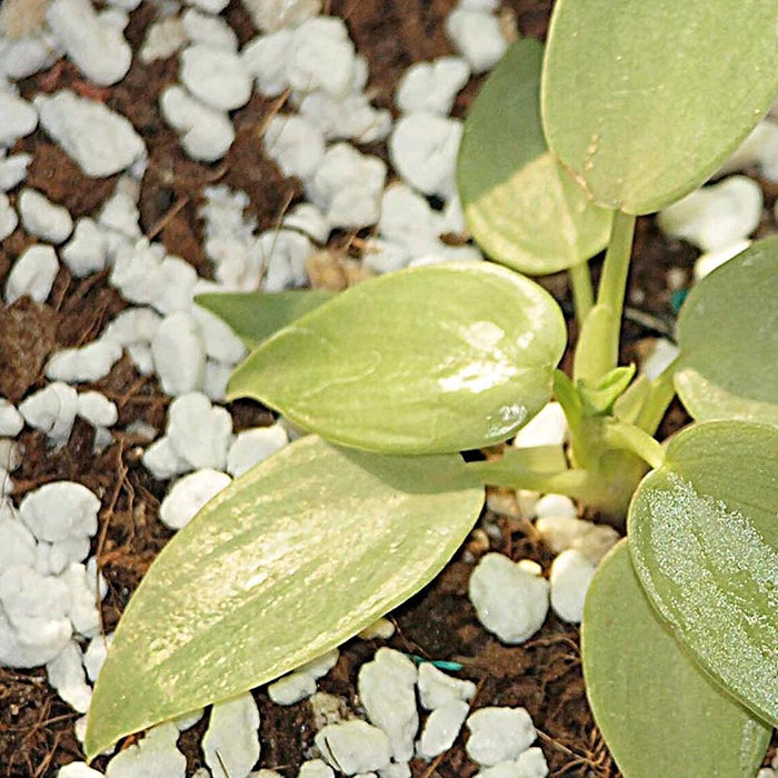 Perlite espansa da 5 litri per piante substrato ammendante per coltivazione in vaso