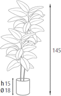 P2150544 - Pianta Ficus Elastica 54 foglie