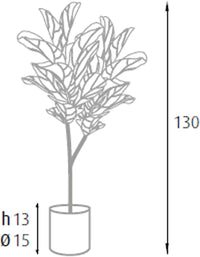 P2150570 - Pianta Ficus Lyrata 60 foglie