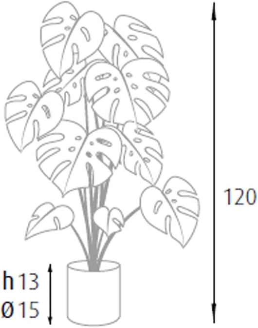 P2150623 - Pianta Monstera 24 foglie