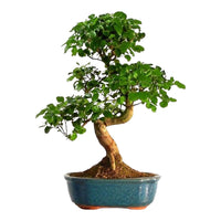 TERRICCIO terra specifico PER BONSAI alta qualità FLORTIS LT 5 rinvaso