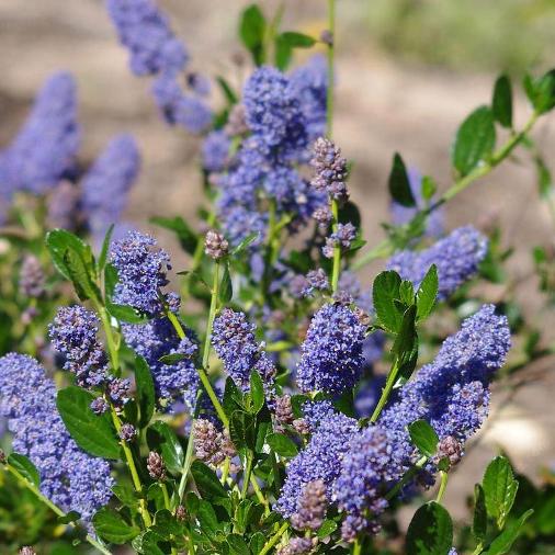 Pianta CEANOTHUS SKYLARK Lillà della California BLU TAPPEZZANTE SIEPE vaso17