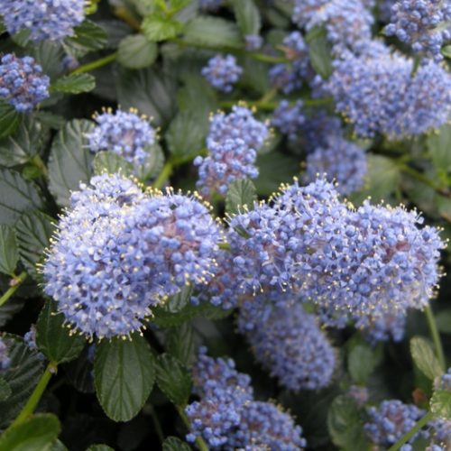 Pianta CEANOTHUS SKYLARK Lillà  della California BLU TAPPEZZANTE SIEPE vaso17