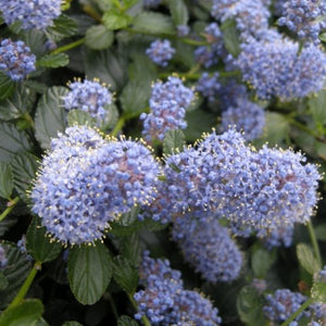 Pianta CEANOTHUS SKYLARK Lillà della California BLU TAPPEZZANTE SIEPE vaso17