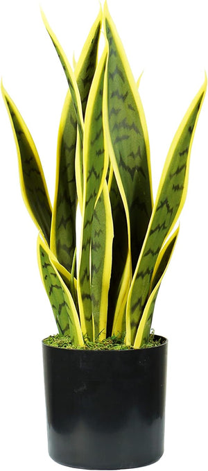 P2150074 - Pianta sansevieria 12 foglie