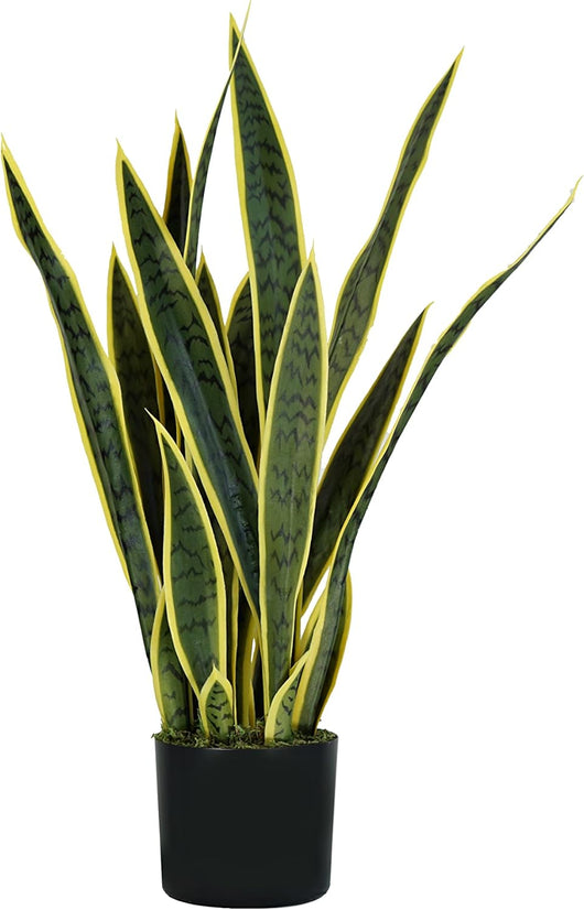 P2150075 - Pianta sansevieria 21 foglie