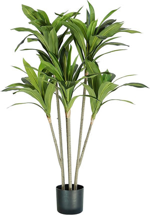 P2150125 - Pianta Dracaena 88 foglie