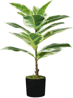 P2150543 - Pianta Ficus Elastica 15 foglie