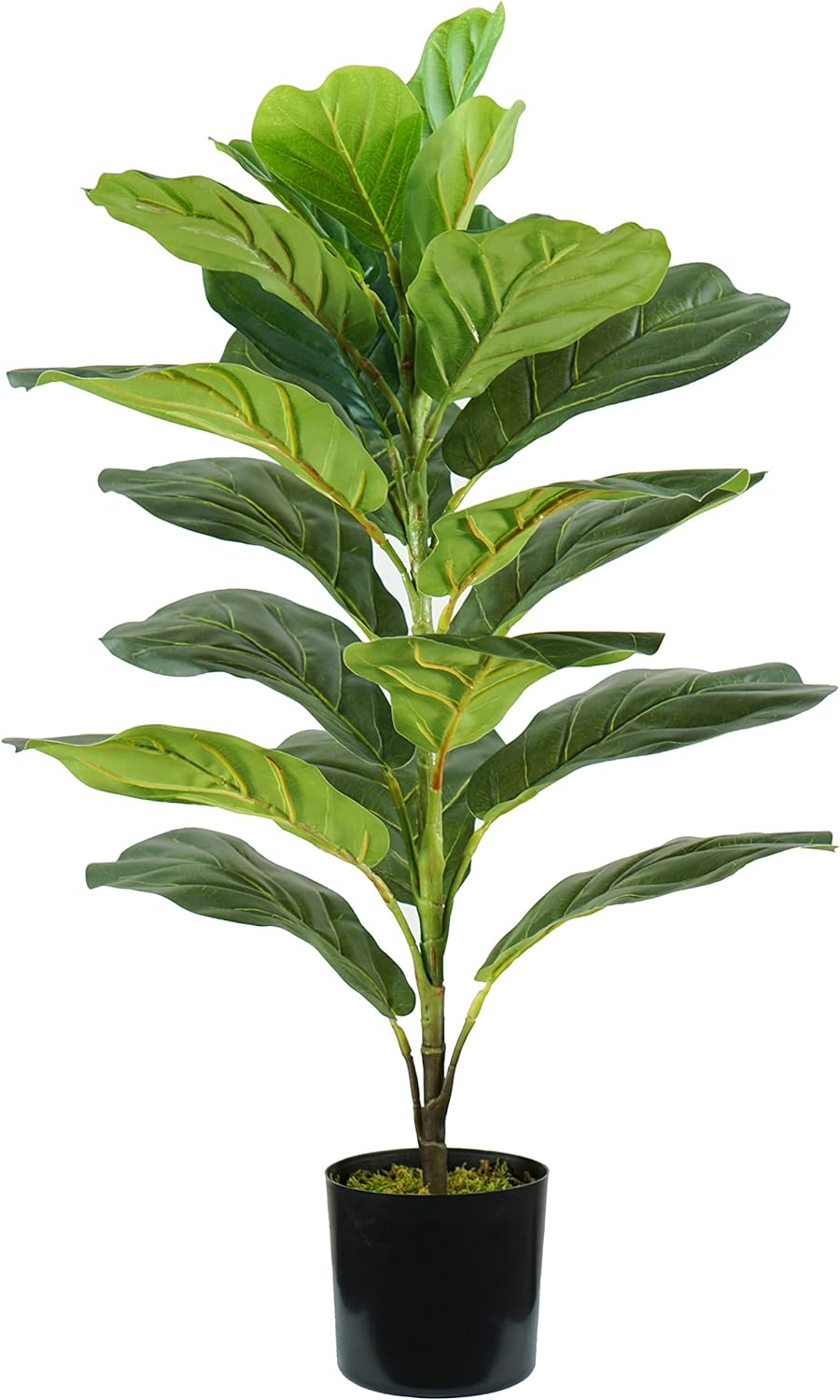 P2150569 - Pianta Ficus Lyrata 21 foglie