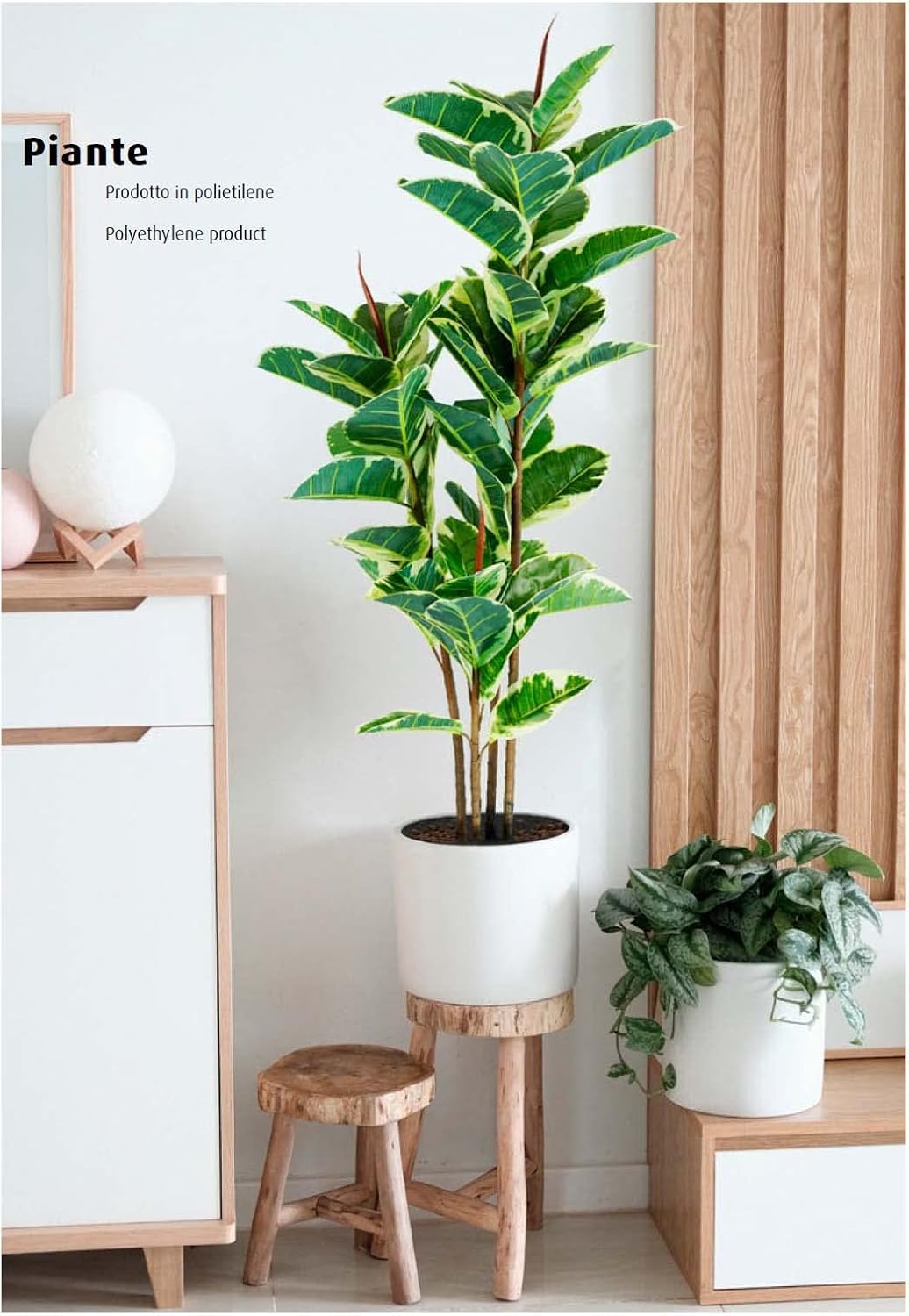 P2150544 - Pianta Ficus Elastica 54 foglie