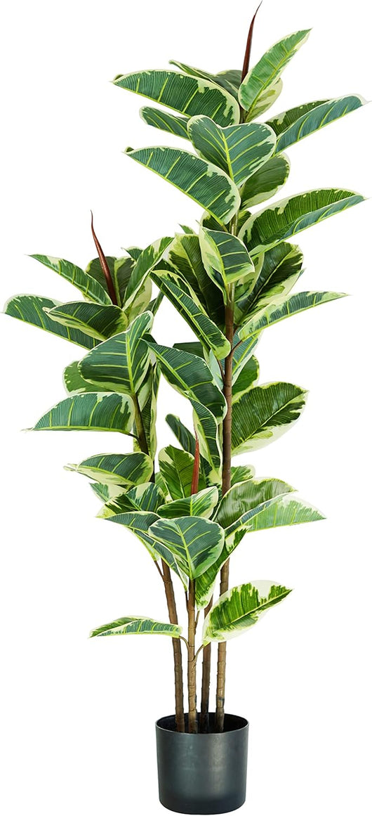 P2150544 - Pianta Ficus Elastica 54 foglie