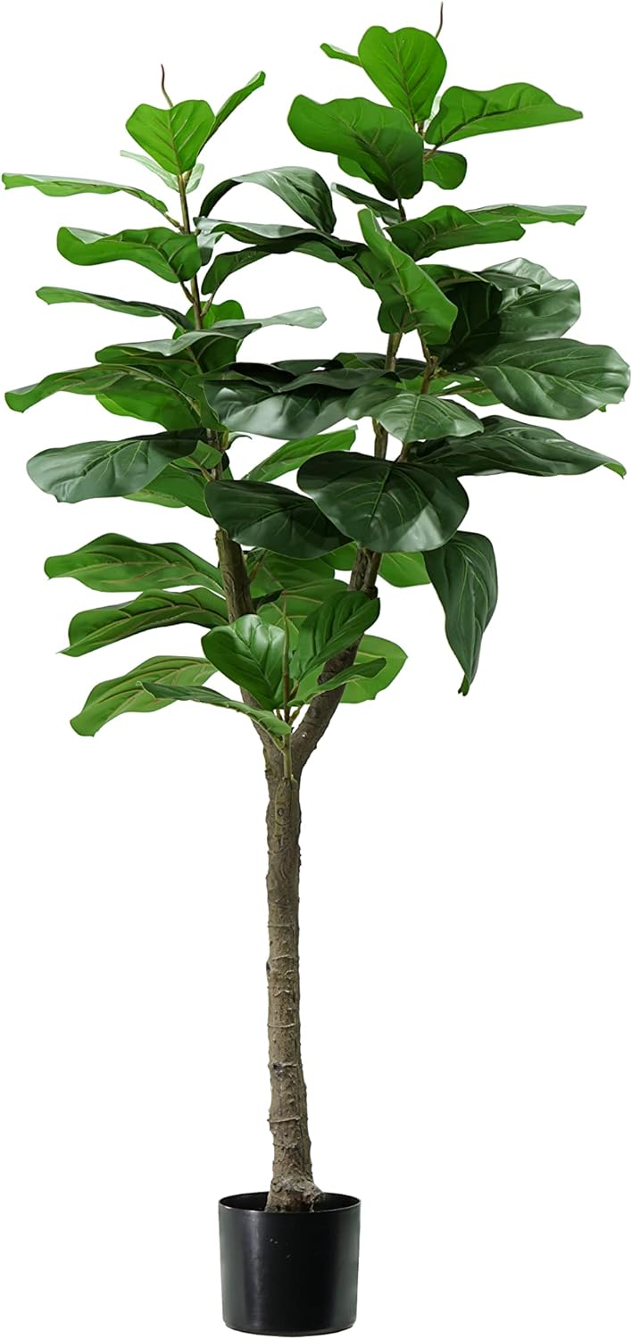 P2150570 - Pianta Ficus Lyrata 60 foglie