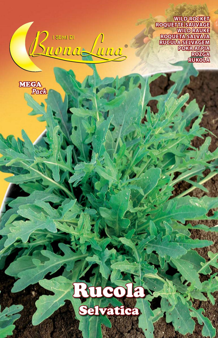 10pz semi orto rucola selvatica 74755