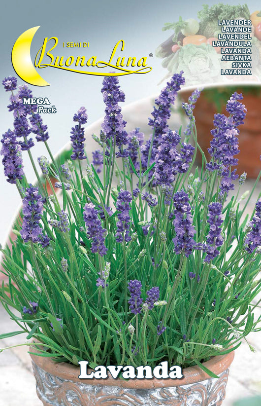 SEMI ORTO LAVANDA HORTUS SEMENTI PZ 10,0