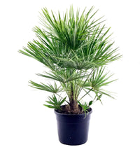 Chamaerops Humilis PALMA NANA in vaso 20 cm FOTO REALE