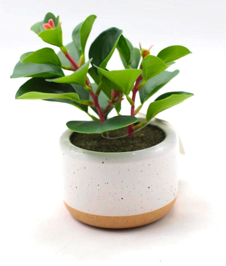 Pianta artificiale Succulenta H17 cm con Vaso Verde
