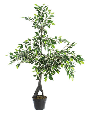 Bizzotto Pianta Ficus Variegato con Vaso X760F