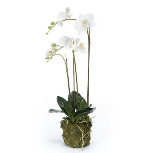 Emerald Orchidea Phalaenopsis Artificiale 70 cm Bianca 423606