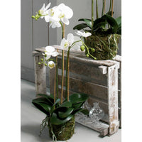 Emerald Orchidea Phalaenopsis Artificiale 70 cm Bianca 423606