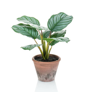 Emerald Calathea Orbifolia Artificiale Terra 32 cm in Vaso 444641