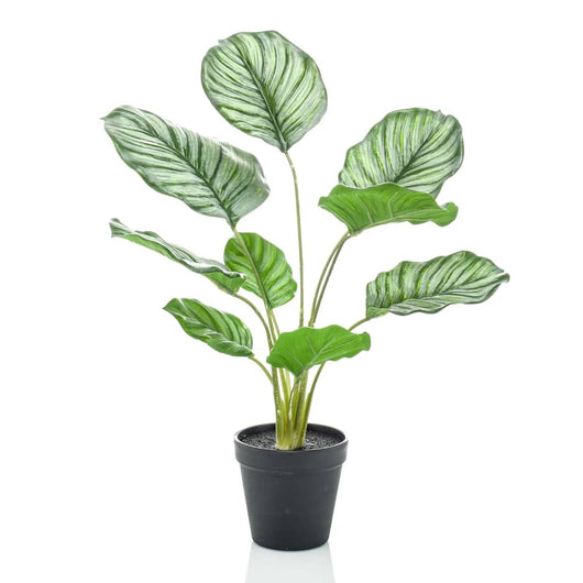 Emerald Calathea Orbifolia Artificiale 45 cm in Vaso 444643