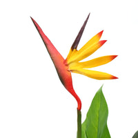 Pianta Artificiale Strelitzia Regina Uccello del Paradiso 66 cm 245946