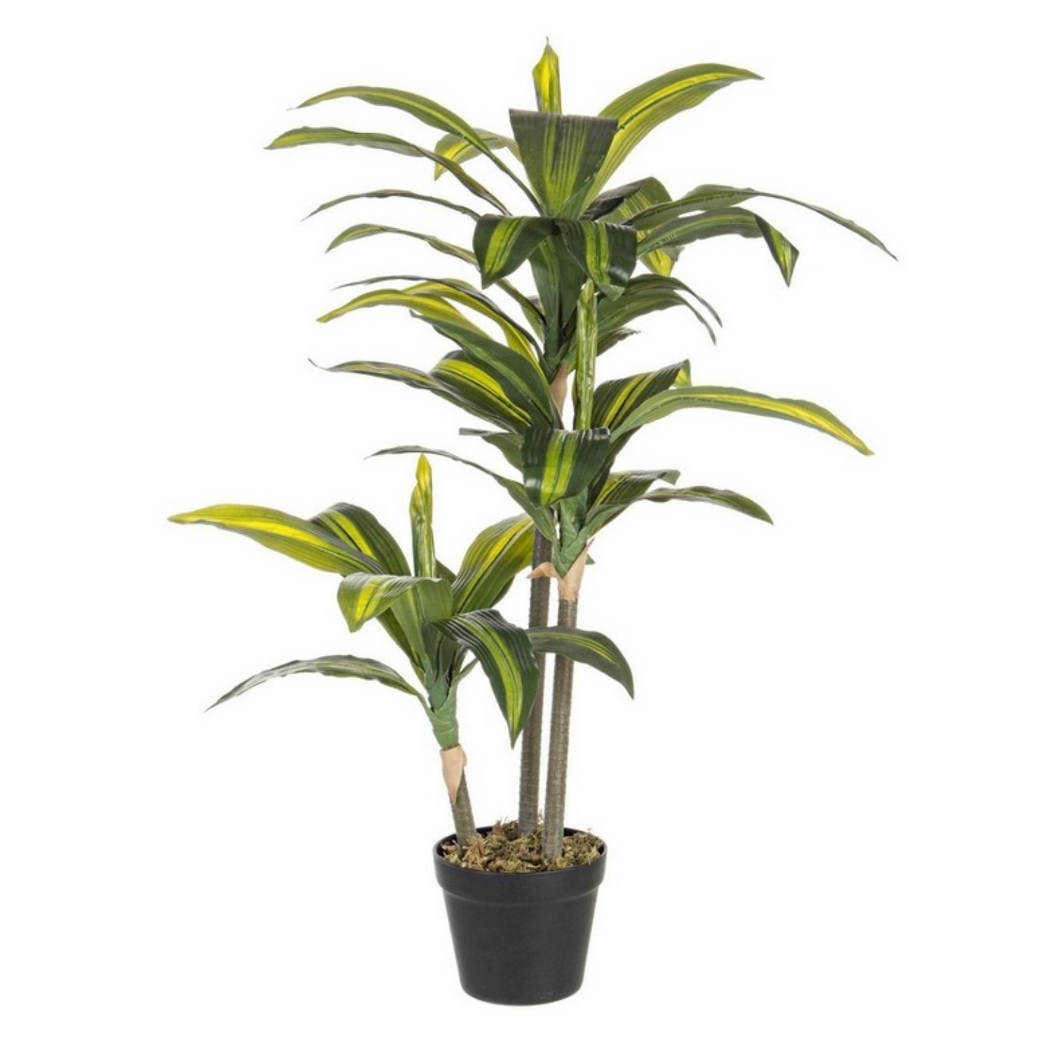 Pianta Da Giardino BIZZOTTO DRACANEA 43 Foglie H 88 Cm Con Vaso