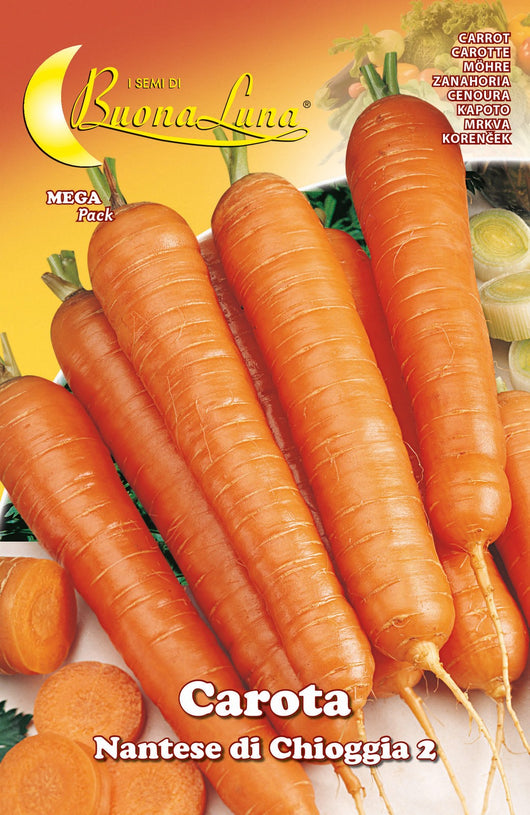 10pz semi orto carota di chioggia 92526