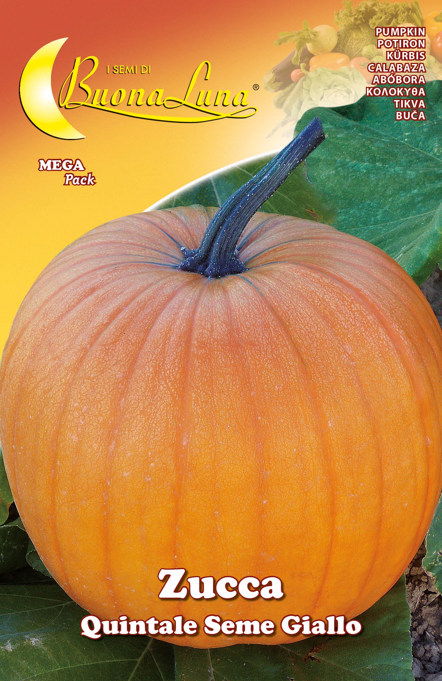 SEMI ORTO ZUCCA QUINTALE HORTUS SEMENTI PZ 10,0