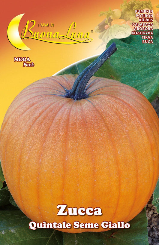 10pz semi orto zucca quintale 92536