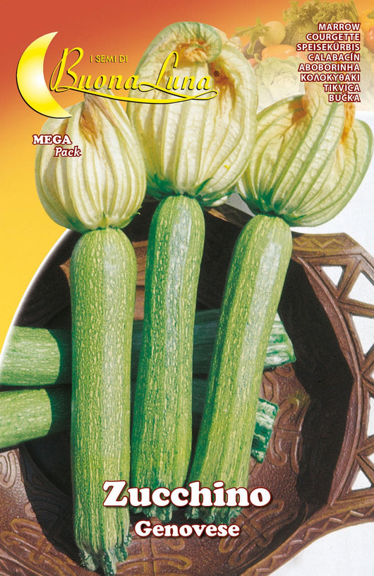 10pz semi orto zucchino genovese 92539