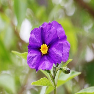 Pianta di SOLANUM RANTONETTI blu ad alberello in vaso 18 cm FOTO REALE