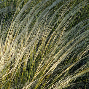 STIPA TENUISSIMA Capelli dell'Angelo VERA in vaso in vaso 16 cm FOTO REALE